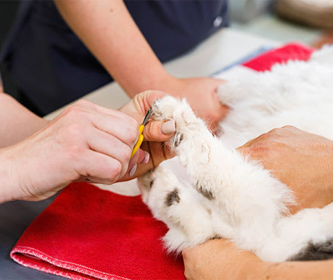 Keeping Your Pet Neat, Clean & Healthy | Whites Road Animal Hospital
