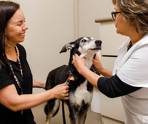 Geriatric Services for Cats & Dogs | Whites Road Animal Hospital